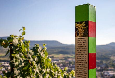 Wein