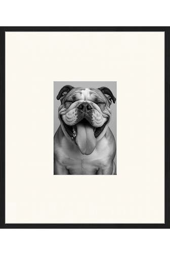 ANY IMAGE Wall Art The Bulldog
